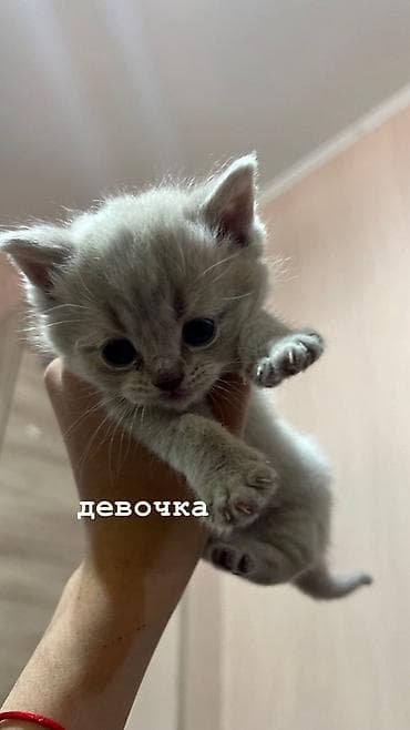 Продажа кошек: Шотландские вислоухие котята (Scottish Fold) дата рождения: 15.03.2026 — 7