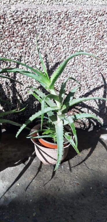 купить столик для кормления: Алоэ лечебный, высота 60см — 3