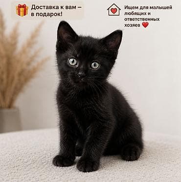 мышык парода: Отдам в добрые и заботливые руки котёнка - девочку🐾🤎 Ей 1,5 месяца — 2