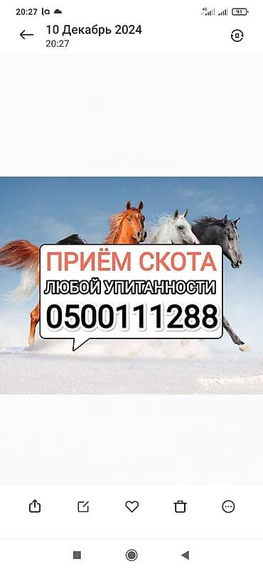 кошки бишкек купить: Частное лицо, Колбасный цех : Коровы, быки, Лошади, кони, | Круглосуточно, Забитый, Самовывоз — 1