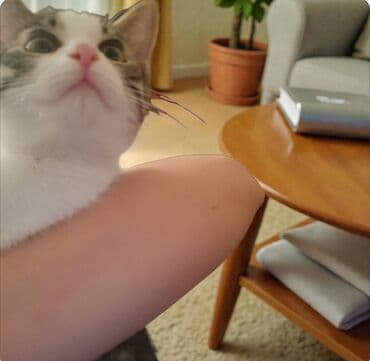 мал айдаган ит керек: Мышык бекер берилет: Породасыз, 4 айлык, Ургаачы, Лотокко барууга үйрөтүлгөн — 10