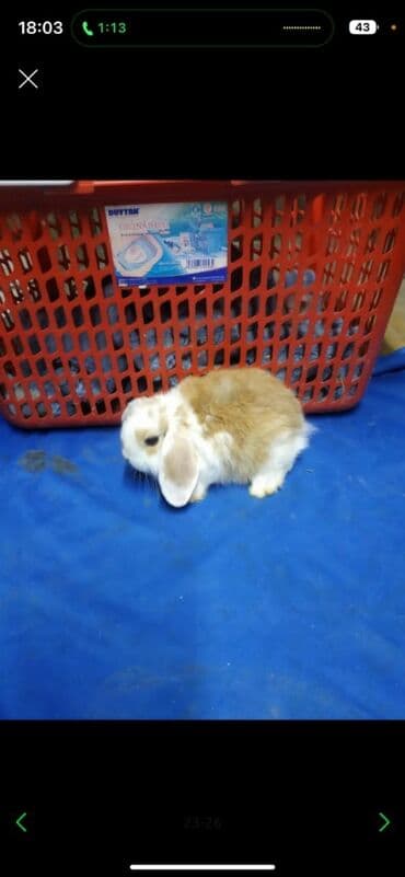 декоративные корсеты бишкек: Карликовые барашки разных расцветов. очень дружелюбные быстро — 11