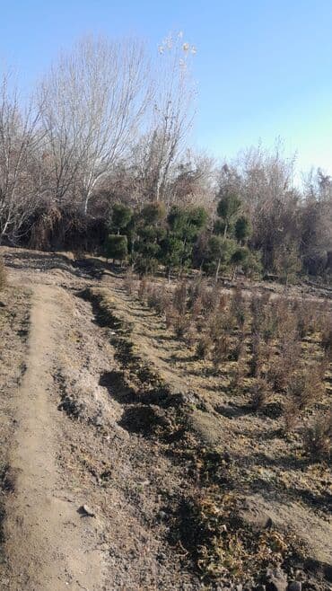 пресс саман: 🔥🔥🔥Продаются саженцы можжевельника и туи! Качественные, здоровые — 4