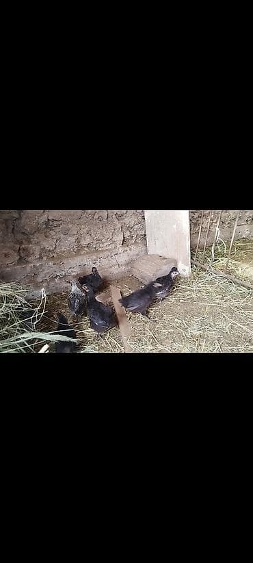 гуси линда цена: Продаю | Цыплята | Домашняя | На забой — 1