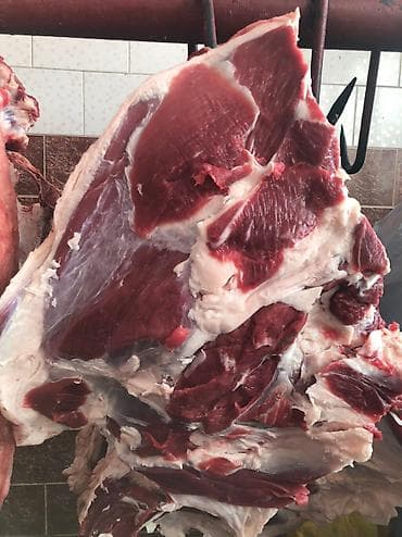 живой форел: Мясо ляшки, филе ребра, жир, всё есть 
Кому надо на заказ — 6