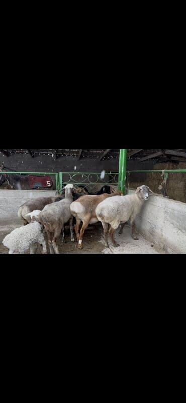 Сатам | Ургаачы кой (ургаачы) | Көбөйтүү үчүн — 2