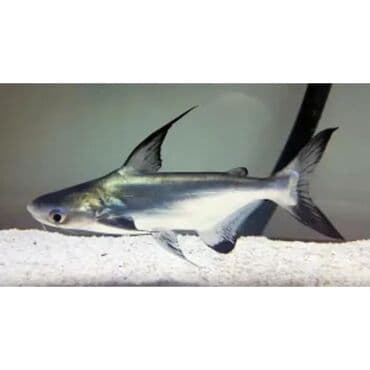 где купить аквариум с рыбками: Продаю акул ! Акция ! 1000 сом! Размер 10 см — 4