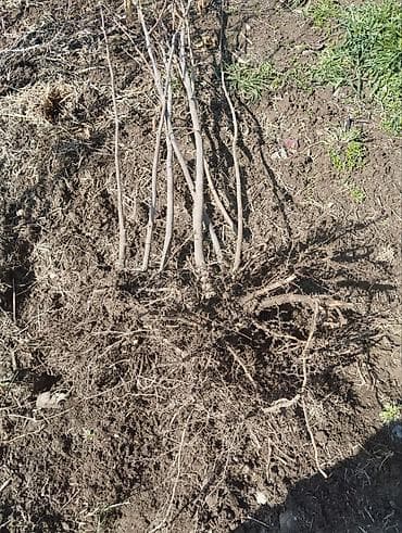 индук жумуртка: Саженцы Фундука. Сорта Трапезунд (крупноплодный).Краснолистный — 2