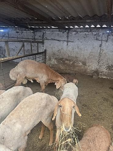 Продаю | Овца (самка), Ягненок, Баран (самец) | Для разведения