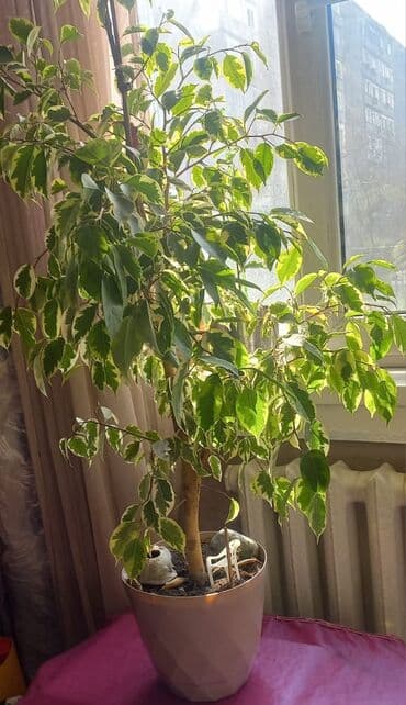 аквариумные растения: Другие комнатные растения — 2