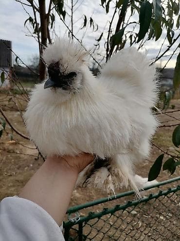 Продам кур порода - китайская шелковая. Данная порода характеризуется