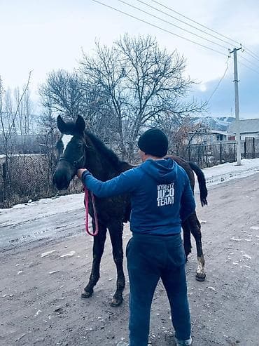 коты бишкек: Сатам | Тай | Англиялык | Көбөйтүү үчүн, Ат спорту — 5