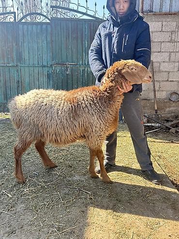 Баран, овца: Продаю | Овца (самка) | Арашан | Для разведения, Для шерсти | Ярка — 7
