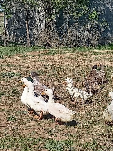 домашние кошки: Утки домашние, разного окраса (белые, серые, пёстрые). Поголовье — 1