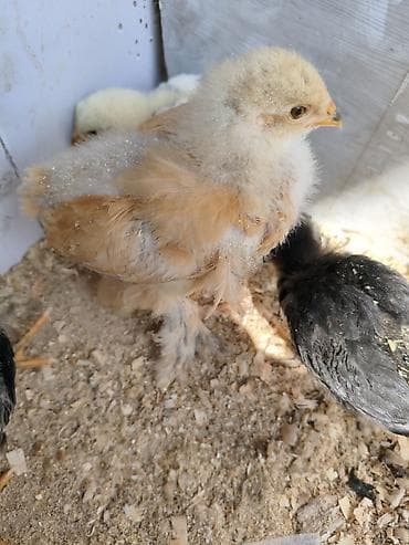сова живая: Продаю | Цыплята | Для разведения — 4