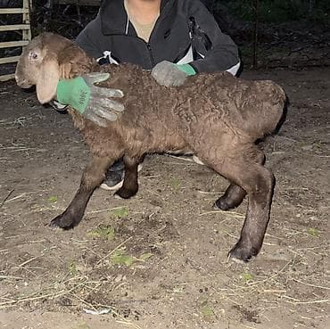 кой сойгуч: Продаю | Овца (самка), Ягненок, Баран (самец) | Арашан | Для разведения — 5