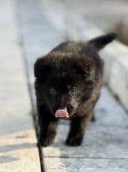 собака для вязки: Немецкая овчарка, 2 месяца, Самец, С прививкой, С родословной — 10