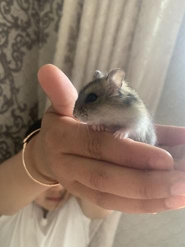 хомяки даром: Хомячок джунгарик с комплектом для содержания. - Вид: карликовый — 4