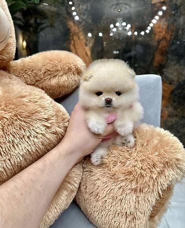 Продажа собак: Шпиц, 1 месяц, Самка, С прививкой, С родословной — 2