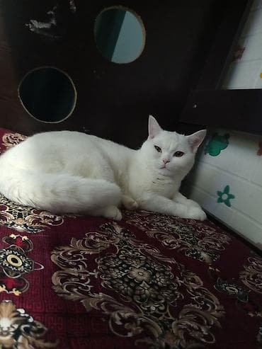 Котёнок пародия-скоттиш страйт -есть свой домик и горшок - Окрас — 5