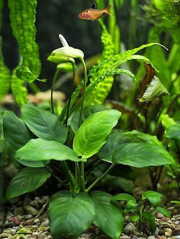 мышкы: Водоросли живые: Анубиас Бартера, нана ( цветут белыми и розовыми — 2