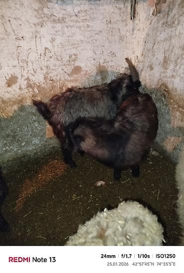 козы гулаби: Продаю | Козёл (самец) | Для разведения | Осеменитель — 2