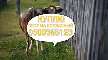 дом животных: Сатып алам | Уйлар, букалар, Жылкылар, аттар | Күнү-түнү, Бардык шартта, Союлган — 1