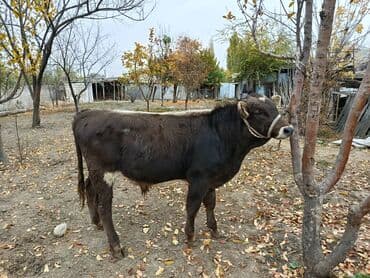 собака доберман сколько стоит: Продаю | Бык (самец) | Швицкая | На откорм | Привязанные — 4
