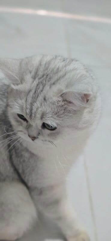 Грызуны: Вязка: Британская короткошёрстная, Мальчик, 1 год, Серебристая шиншилла — 3