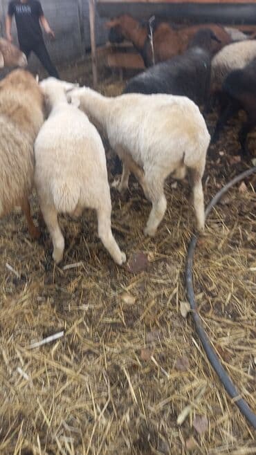 собаку объявления купить: Продаю | Ягненок | Для разведения — 8