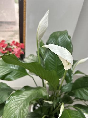 высокий горшок: Спатифиллум (Spathiphyllum) крупный, с бутонами/соцветиями, в — 2