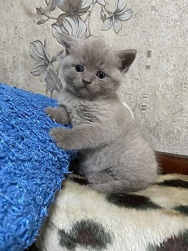 Плюшевые медвежата: шотландско-британское очарование! Продаются