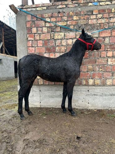 дойних коров: Продаю | Жеребенок | Для разведения | Племенные — 4