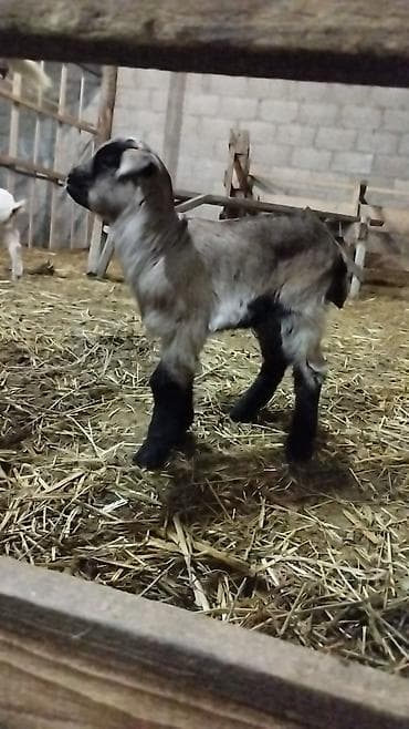 продажа щенков немецкой овчарки в бишкеке с документами: Продаю | Коза (самка) | Для разведения — 6