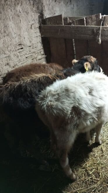 порода голштин: Продаю | Тёлка | На откорм — 7