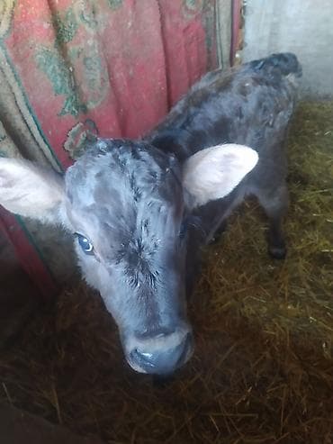 бык производитель: Продаю | Музоо, торпок | На откорм | Племенные — 3