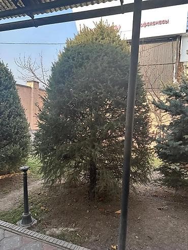 фруктовые деревья: Саженцы деревьев: Ели — 3