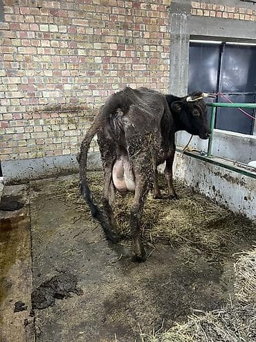 кукуруза семина: Продаю | Корова (самка) | Для молока | После отела — 5