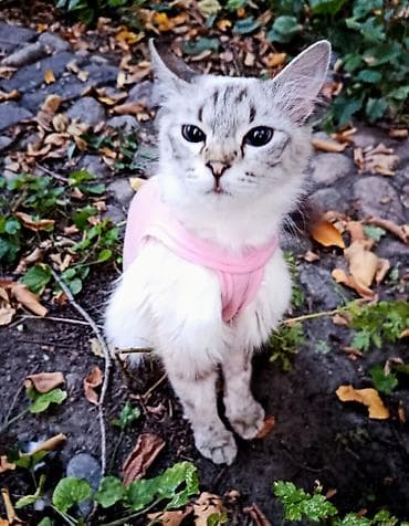 Кошки: Кошка даром: Сиамская, 1 год, Девочка — 5