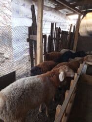 продаю связи с переездом: Продаю | Баран (самец) | Полукровка, Арашан | Для разведения | Осеменитель — 7