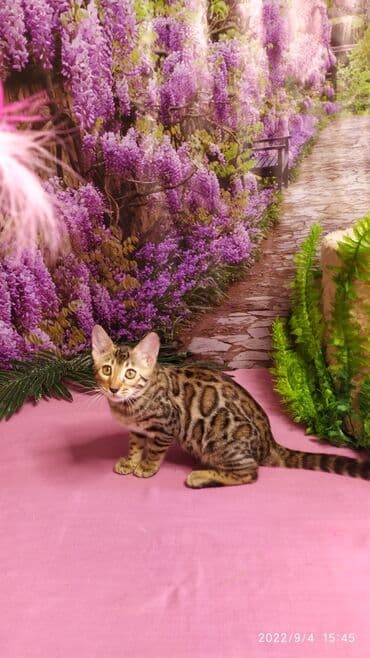 новорожденные котята: Красивейшие Бенгальские котята 3мес девочки и мальчики. Проф питомник — 6