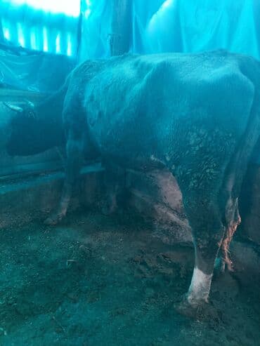 добрый карова: Продаю | Корова (самка) | Голштин | Для разведения, Для молока — 6