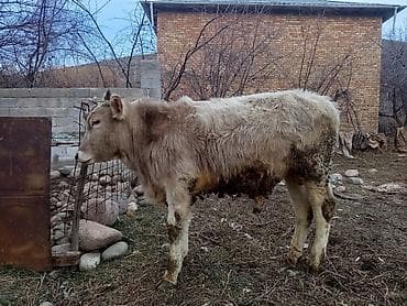 Услуги ветеринара: Продаю | Бык (самец) | Полукровка | На откорм | Привязанные — 2