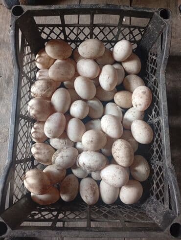 домашний яйцо: Утиные яйца, домашние - Крупные, овальные, светлые скорлупки - — 2