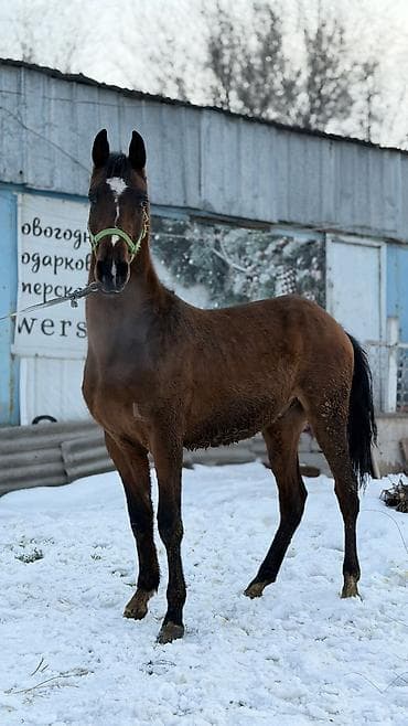 лошадь маленький: Продаю | Жеребец | Для разведения — 3