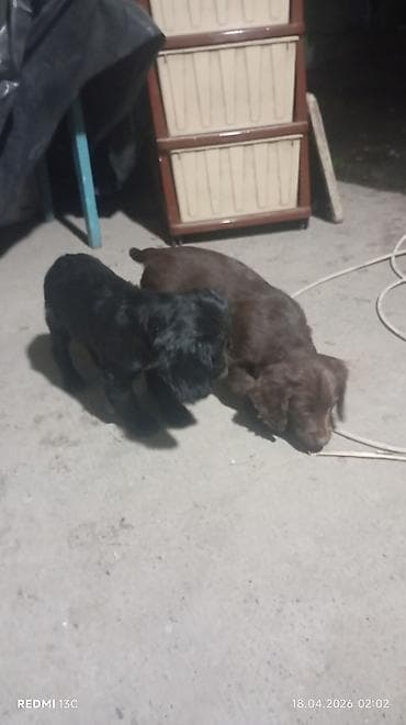 королевский дог цена: Продаю охотников.щенкам больше двух месяцев .привиты .цена 4000сом — 5