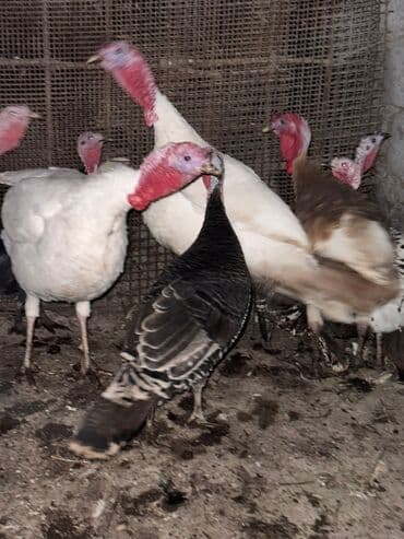 где можно купить кошку в бишкеке: Срочно продам — 2