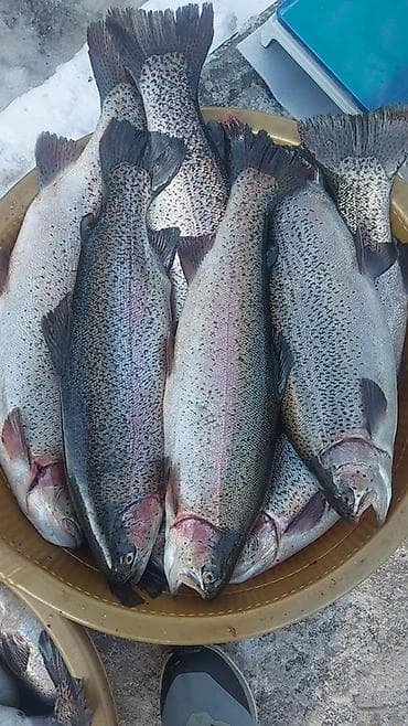 Полуфабрикаты: Свежая Форель *Доставка бесплатная* Выращена на артезианской воде — 1