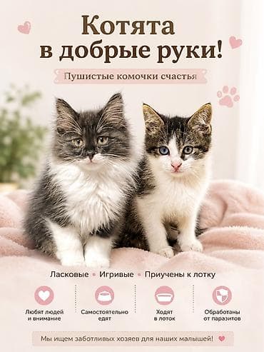 балык багуу: Мышык бекер берилет: Породасыз, 2 айлык, Эркек — 1