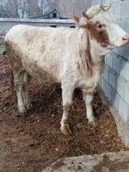 сколько длится беременность коровы: Продаю | Тёлка | Симментальская | Для разведения, Для молока | Племенные, Стельные, Искусственник — 4